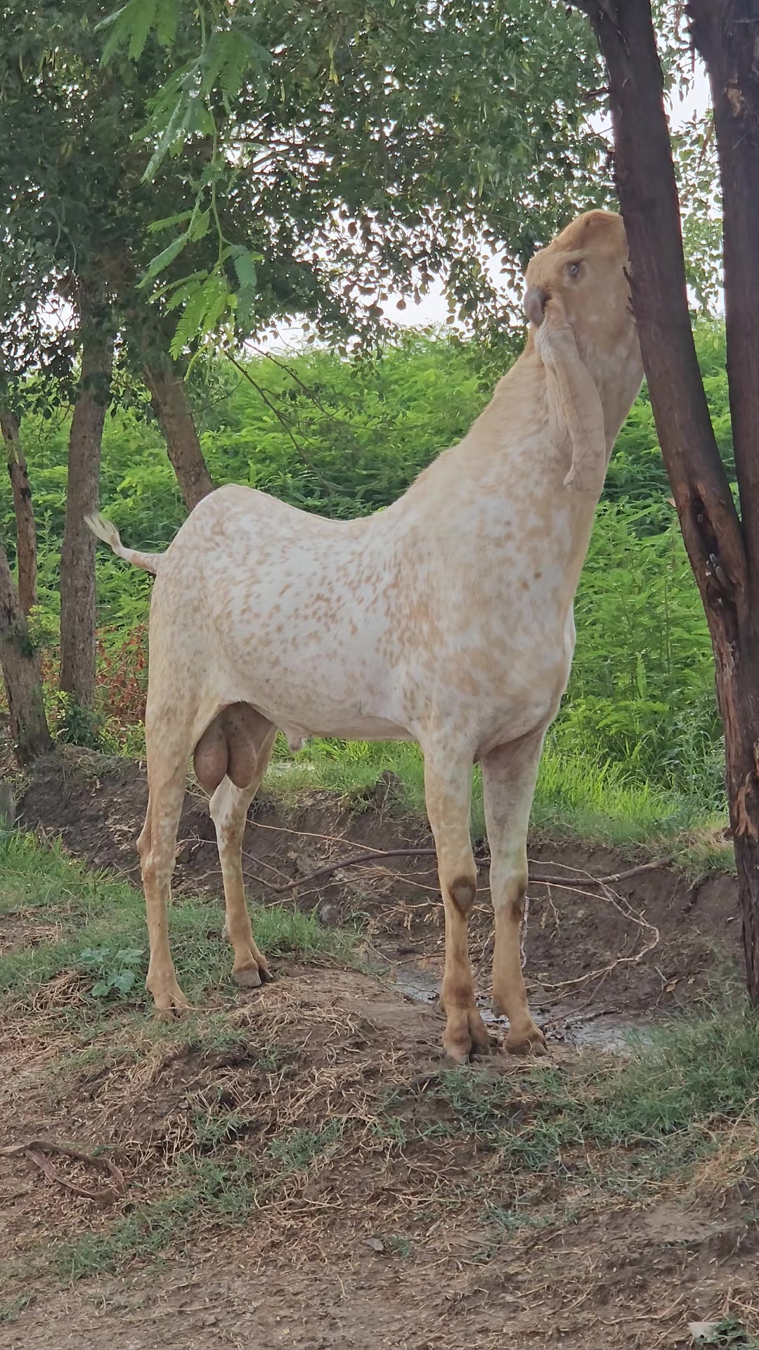 @《SIDHU}{GOAT}{FARM》