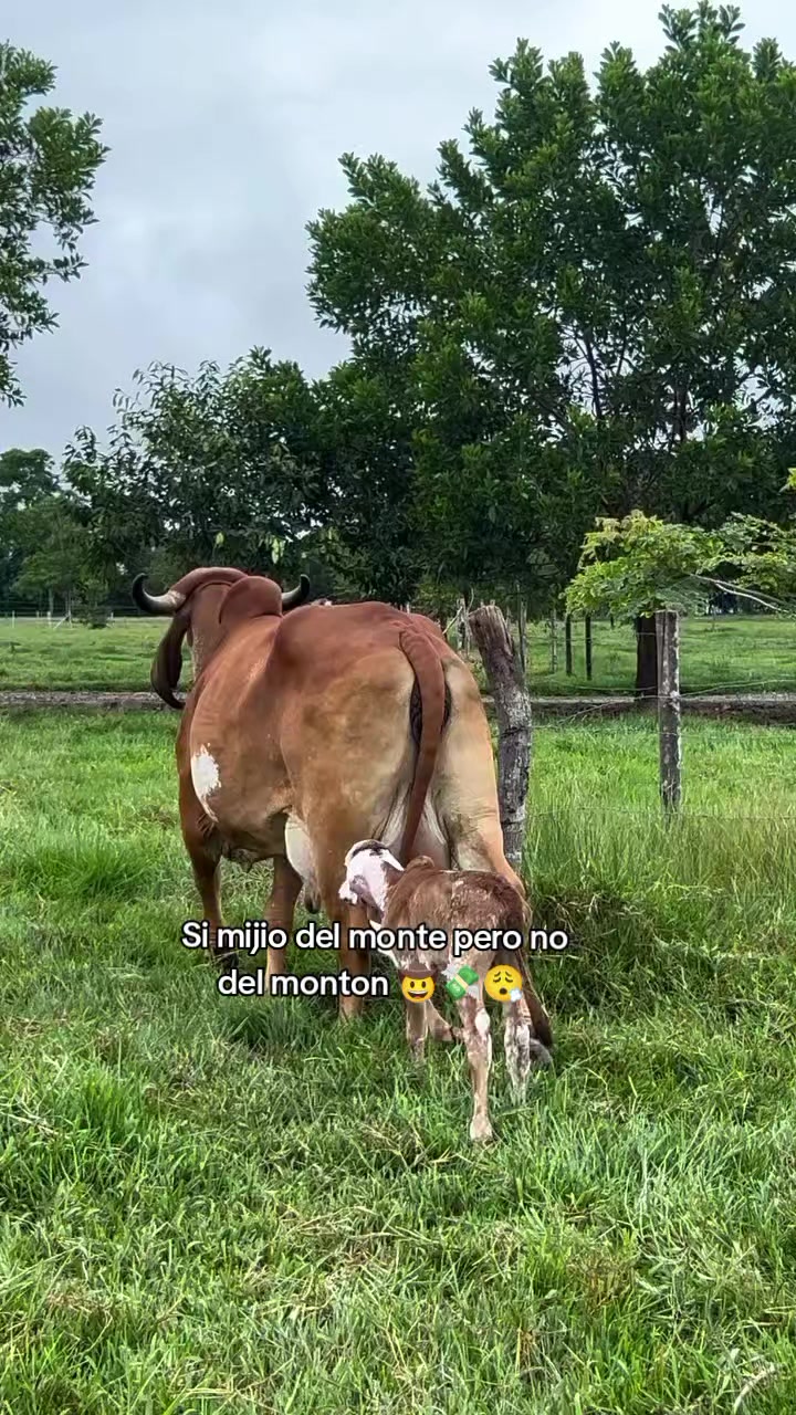 @Robin🐄🐄🤠🤠🐎🐎🇬🇹🇬🇹