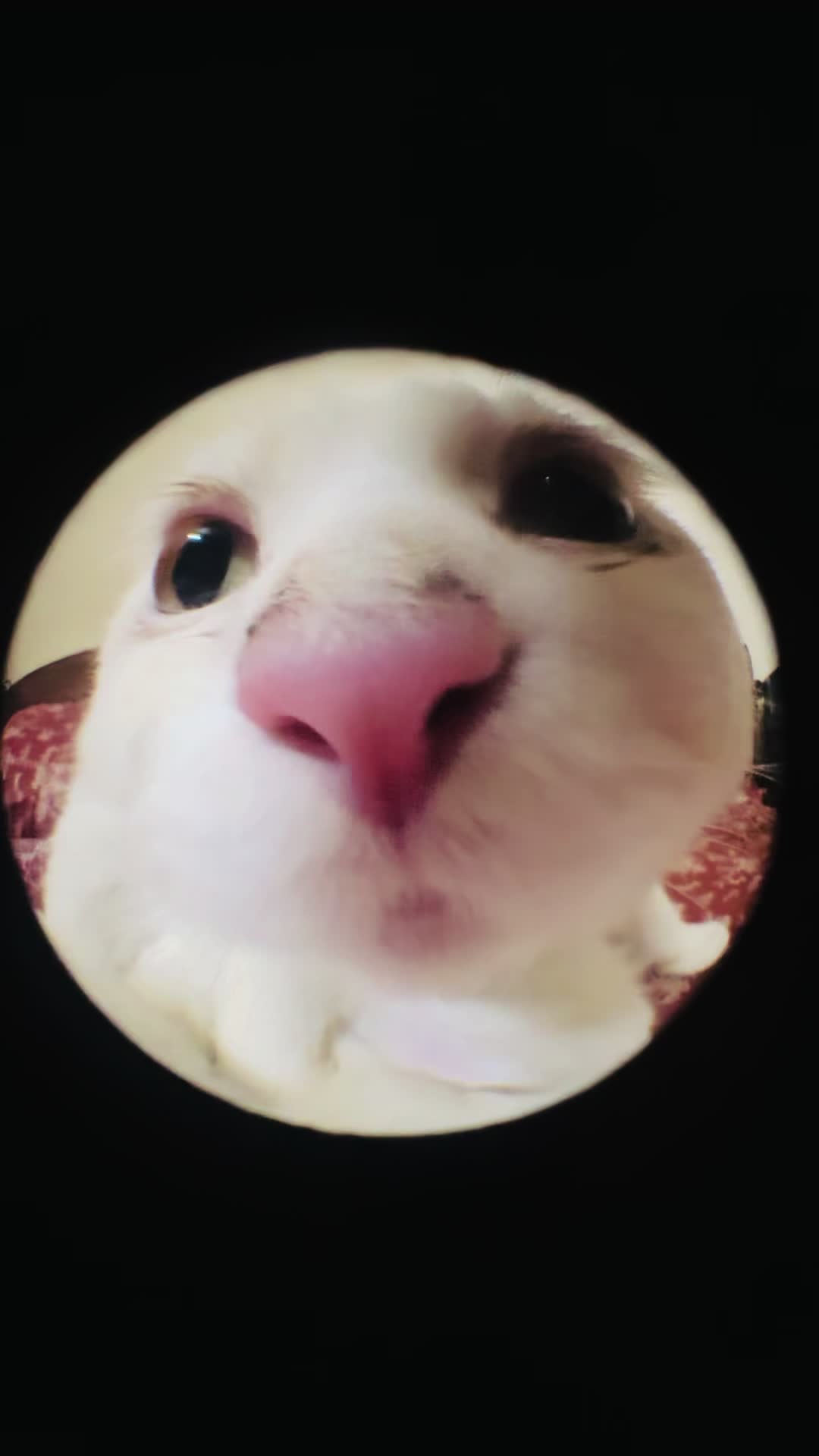 @Ari