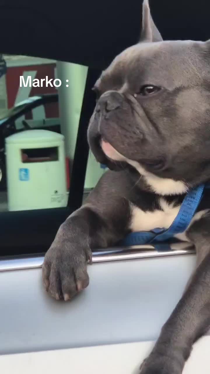 @markofrancuz