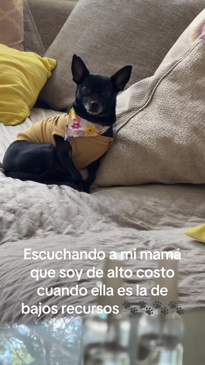 @ChannelyLuna🐕🐩
