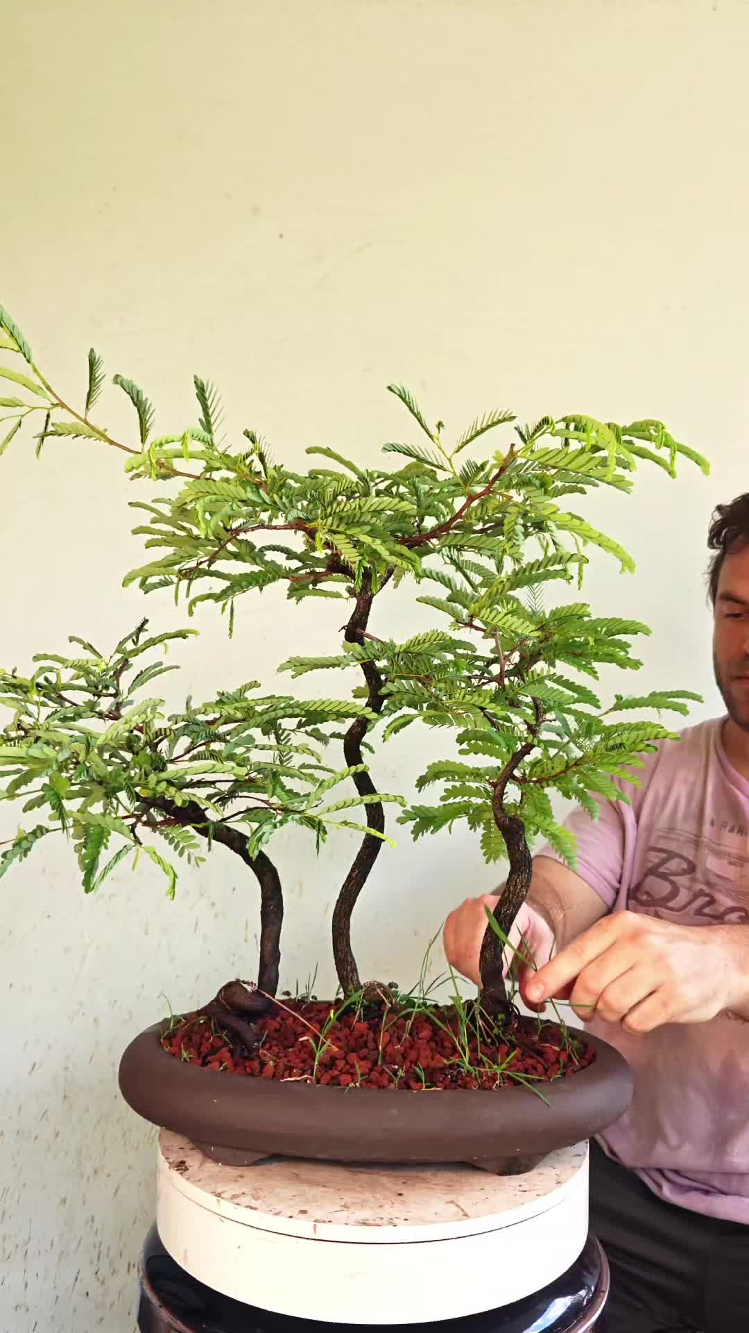 @Bryan Loves Bonsai