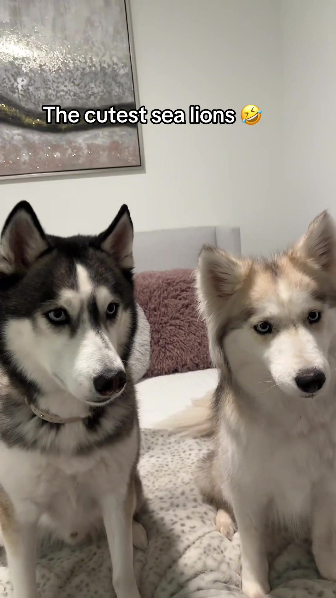 @lifewith2huskies