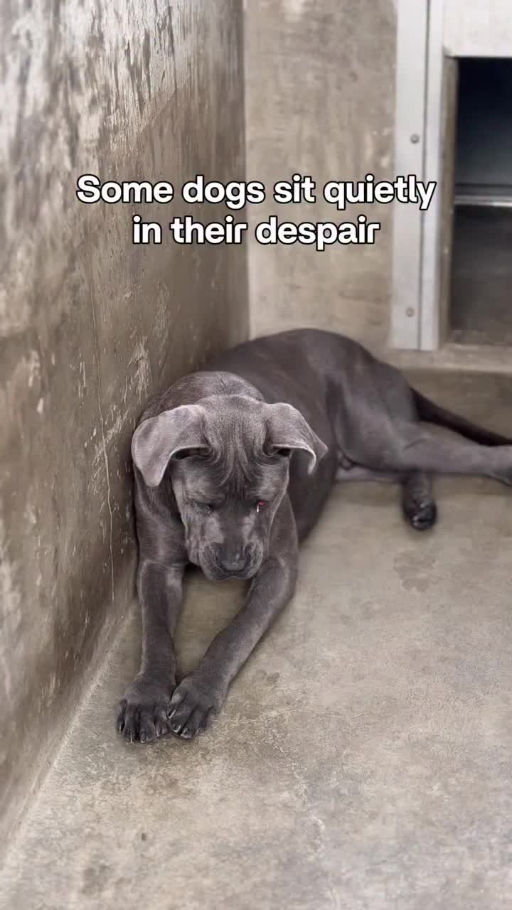 @Cane Corsos