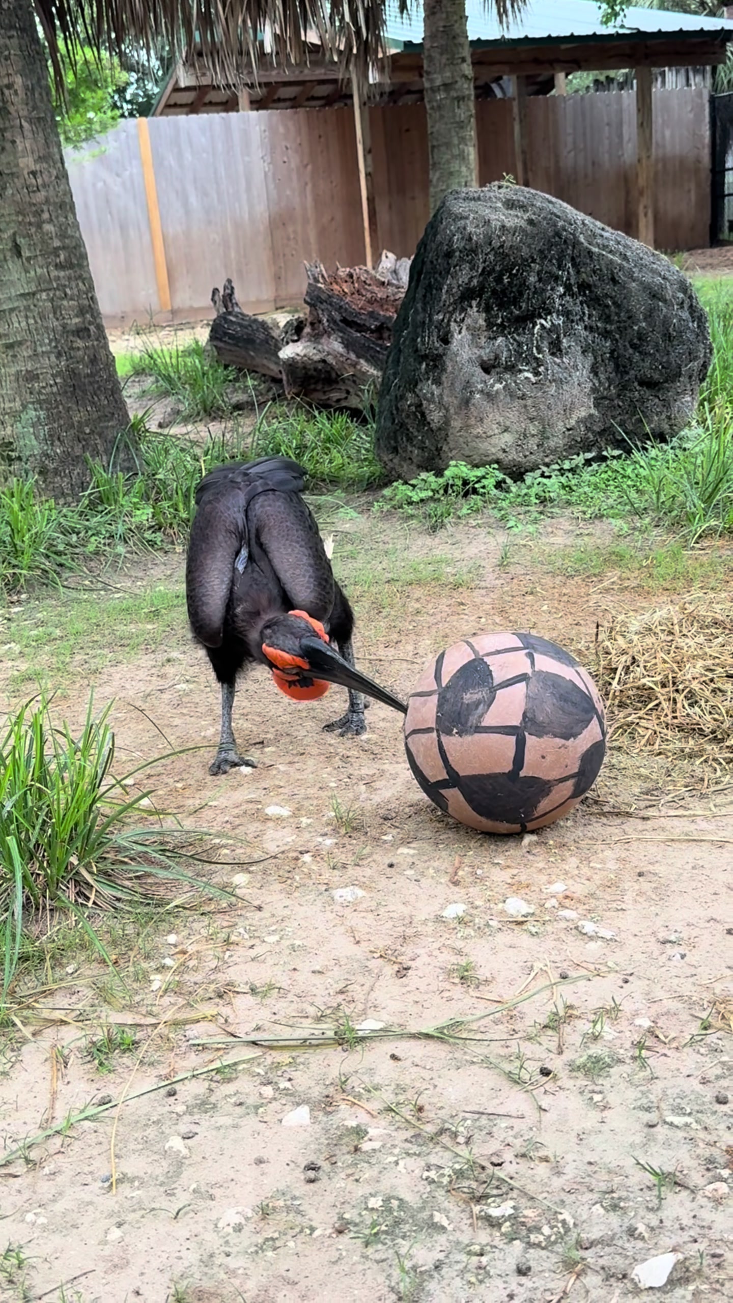 @Houston Zoo