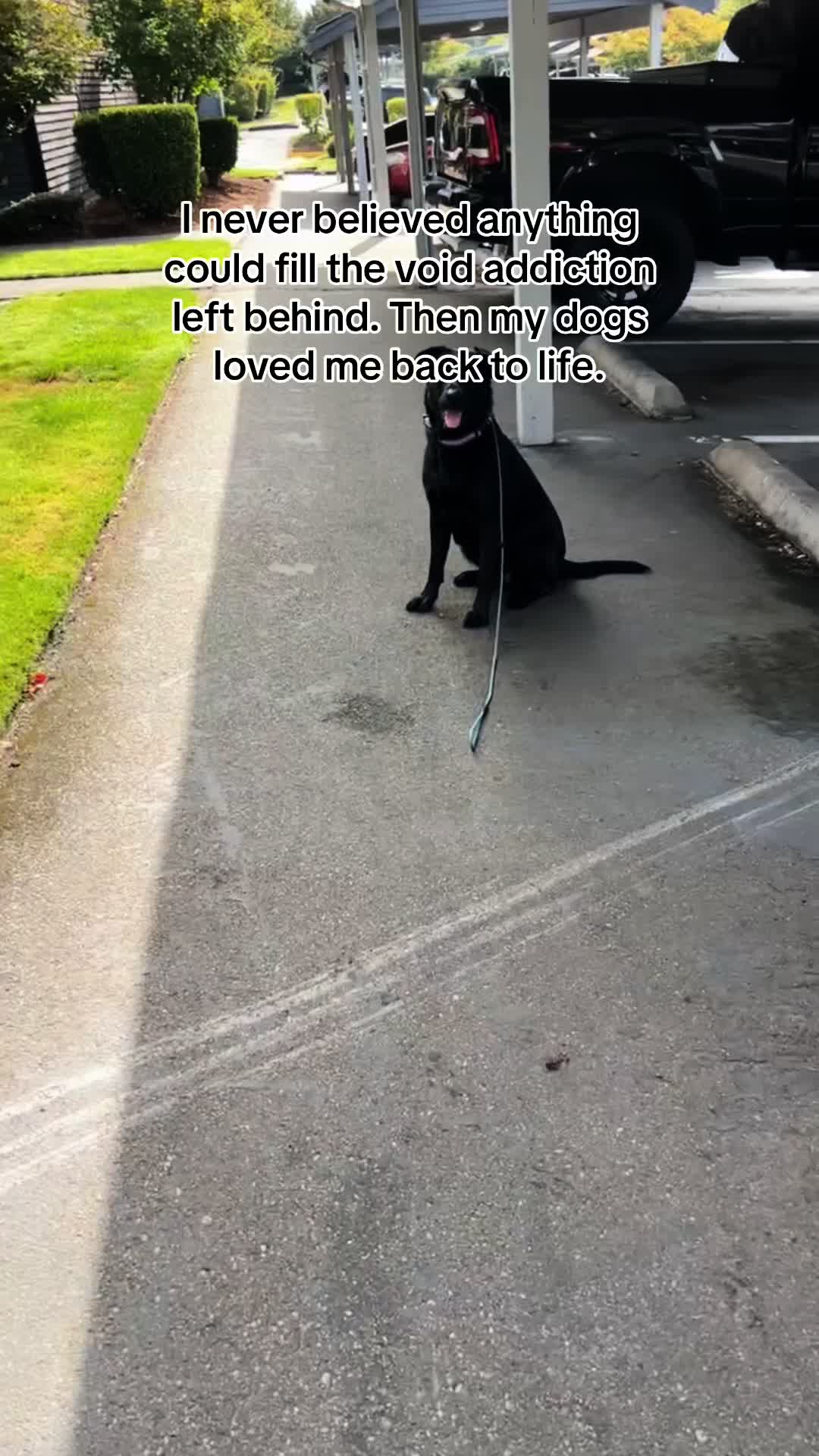 @kai•thedogmother🐾