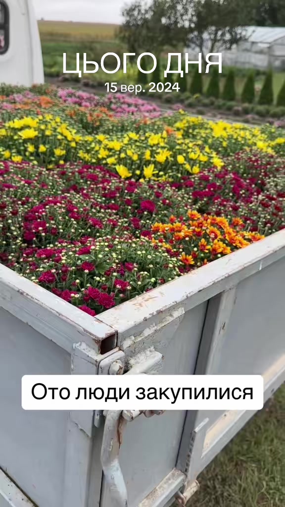 @Хризантема мультифлора
