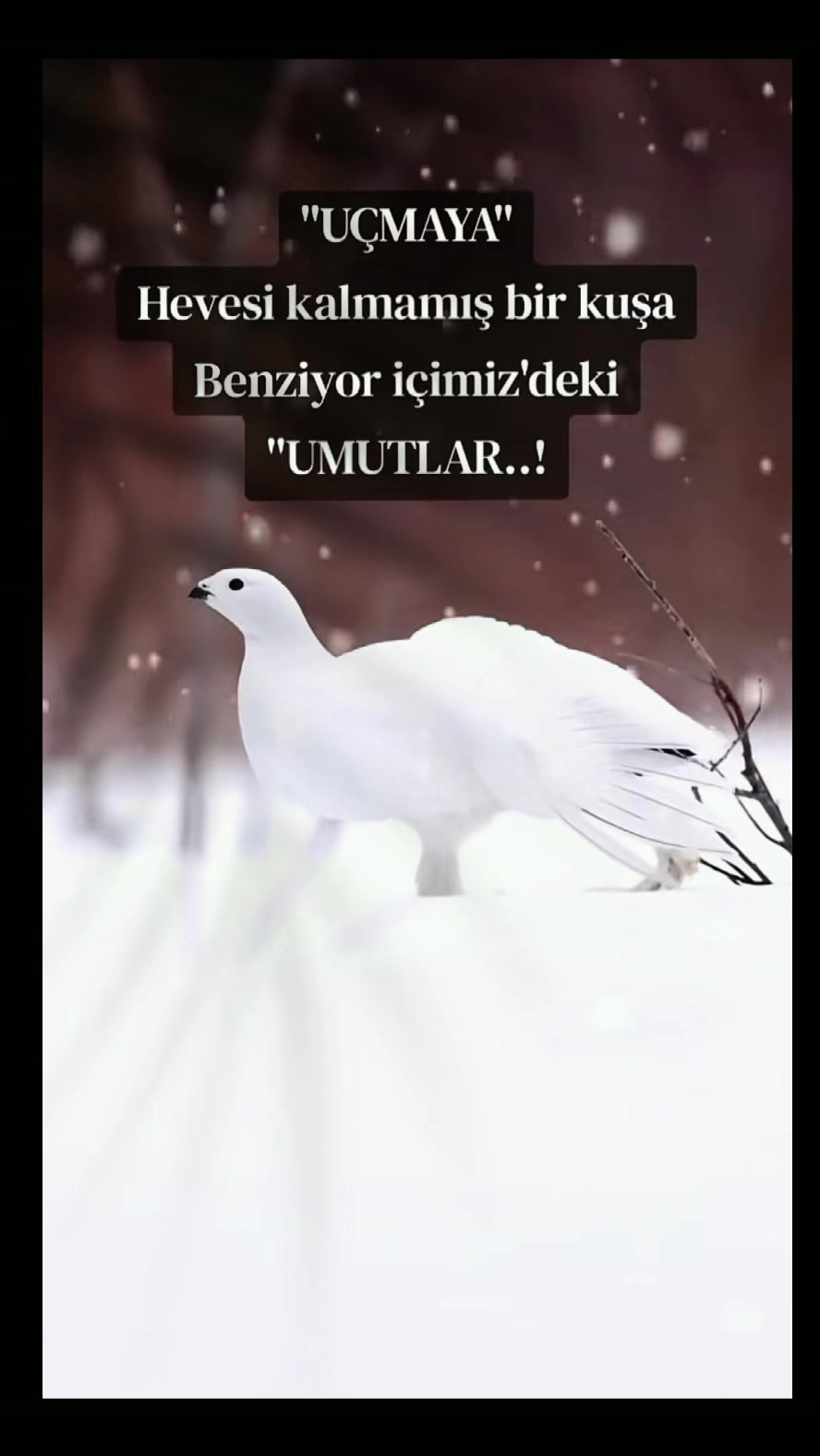 @Murat Çınar