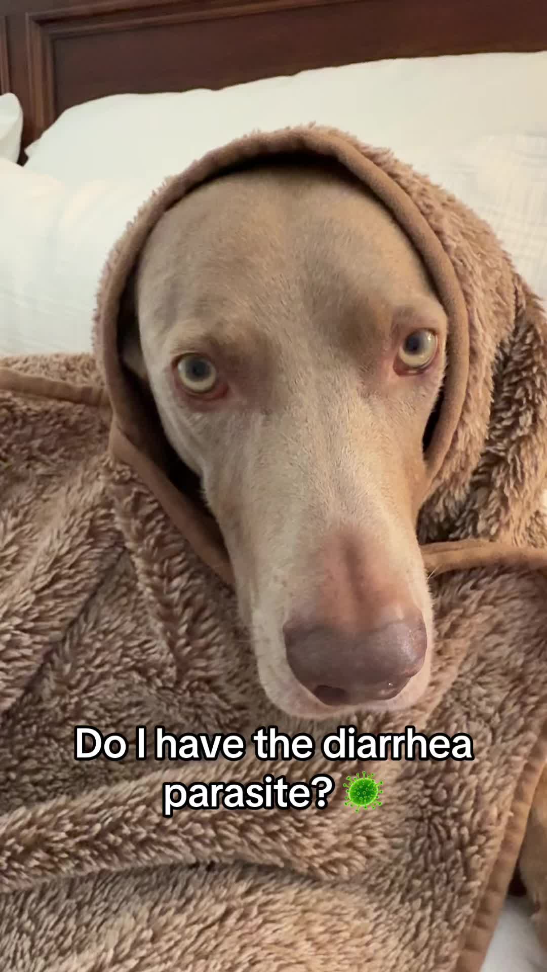 @Zoey the Weim