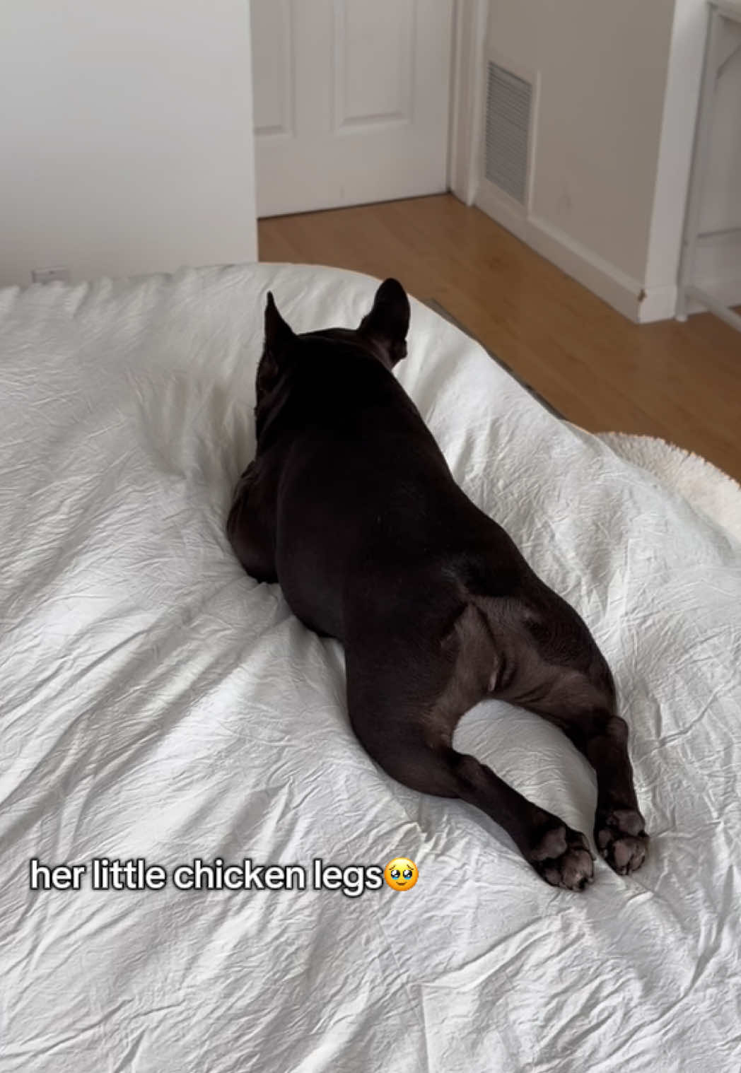 @Mabel the Frenchie