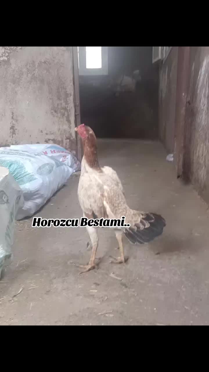 @horozcu_31