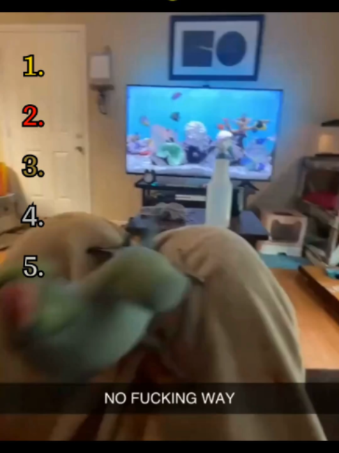 @RankingAnimalMoments