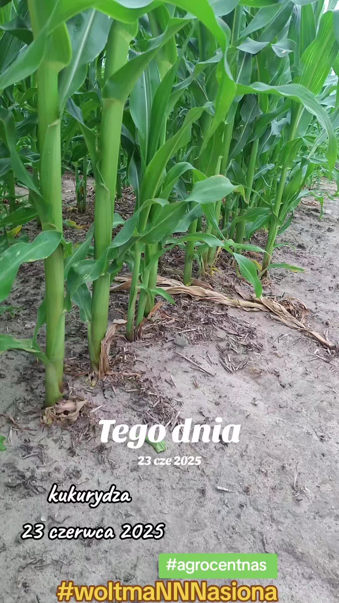 @WOLTMANNNASIONA