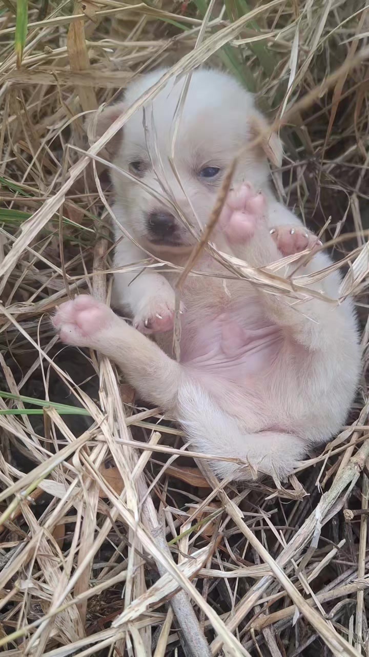 @mylharescues