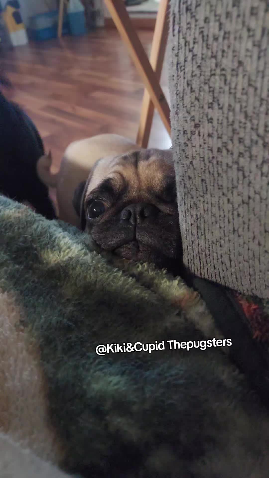 @Kiki&Cupid Thepugster