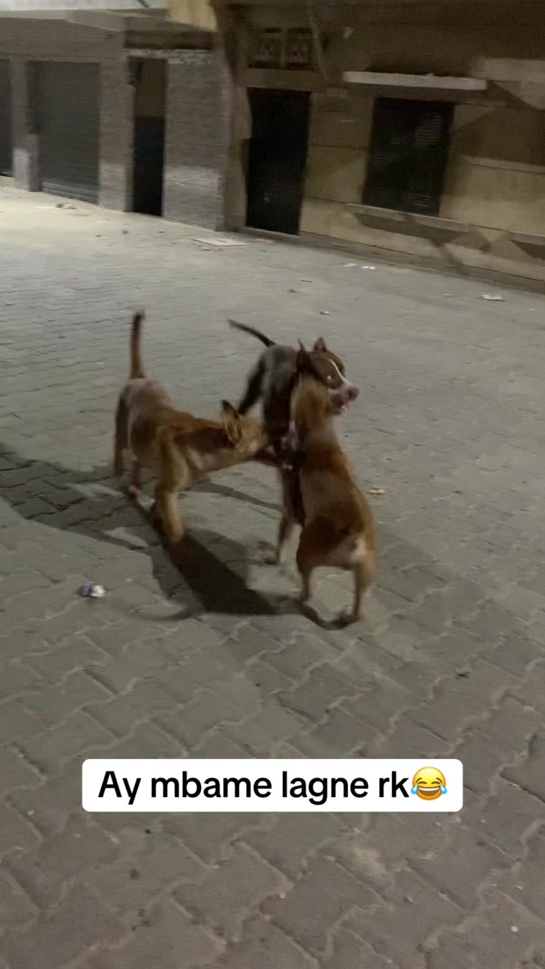 @Jummaux_dog🐶🐾 ✪