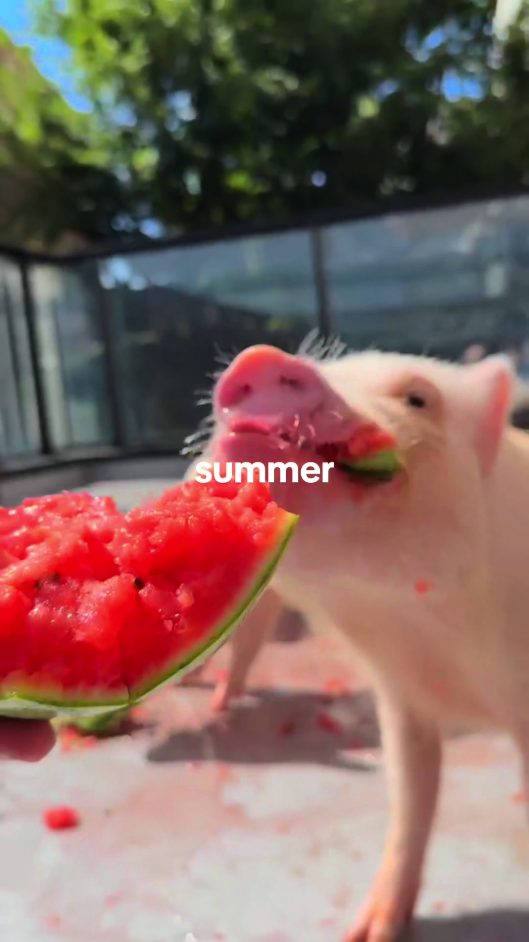 @pignic