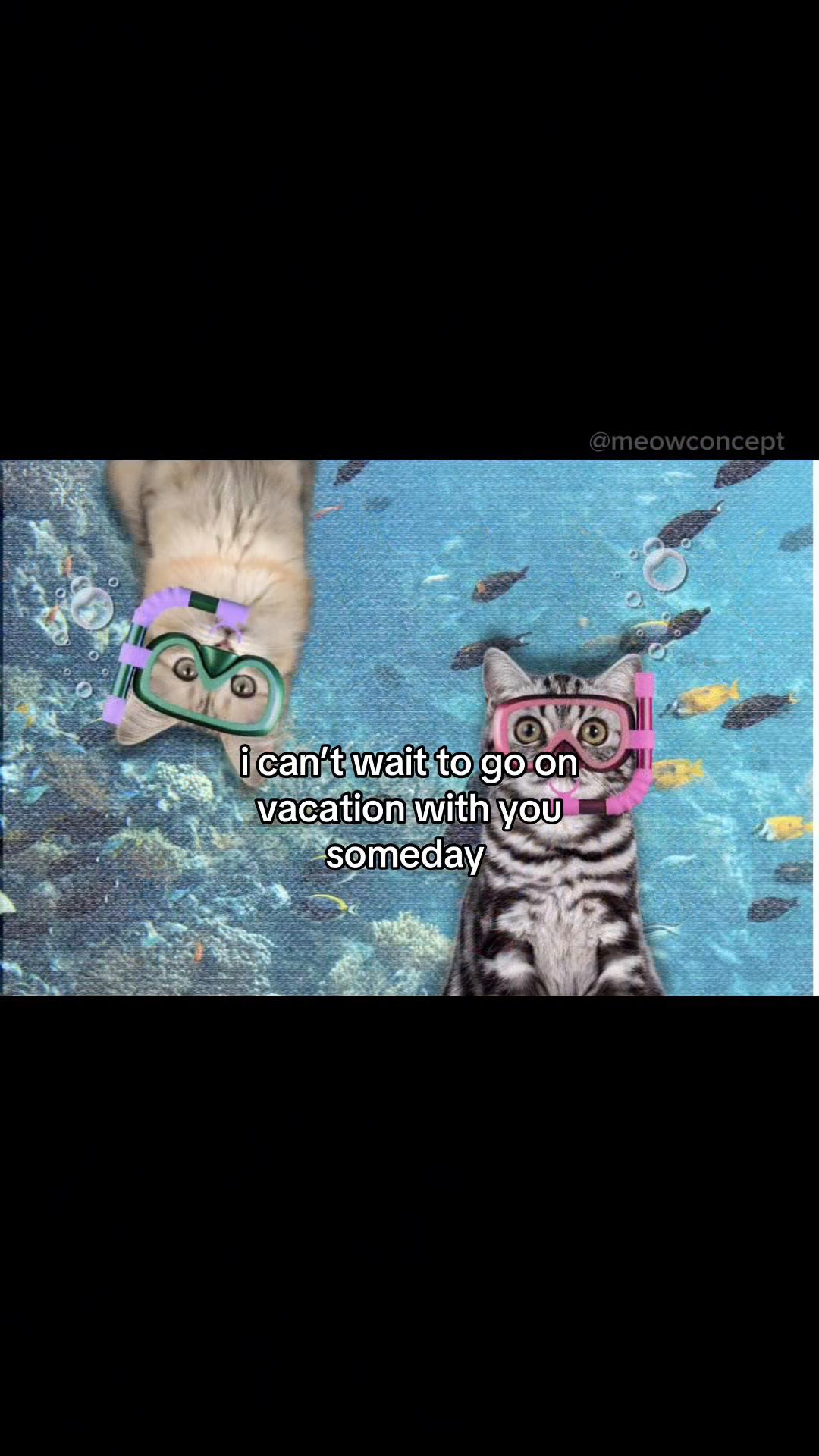 @meowconcept