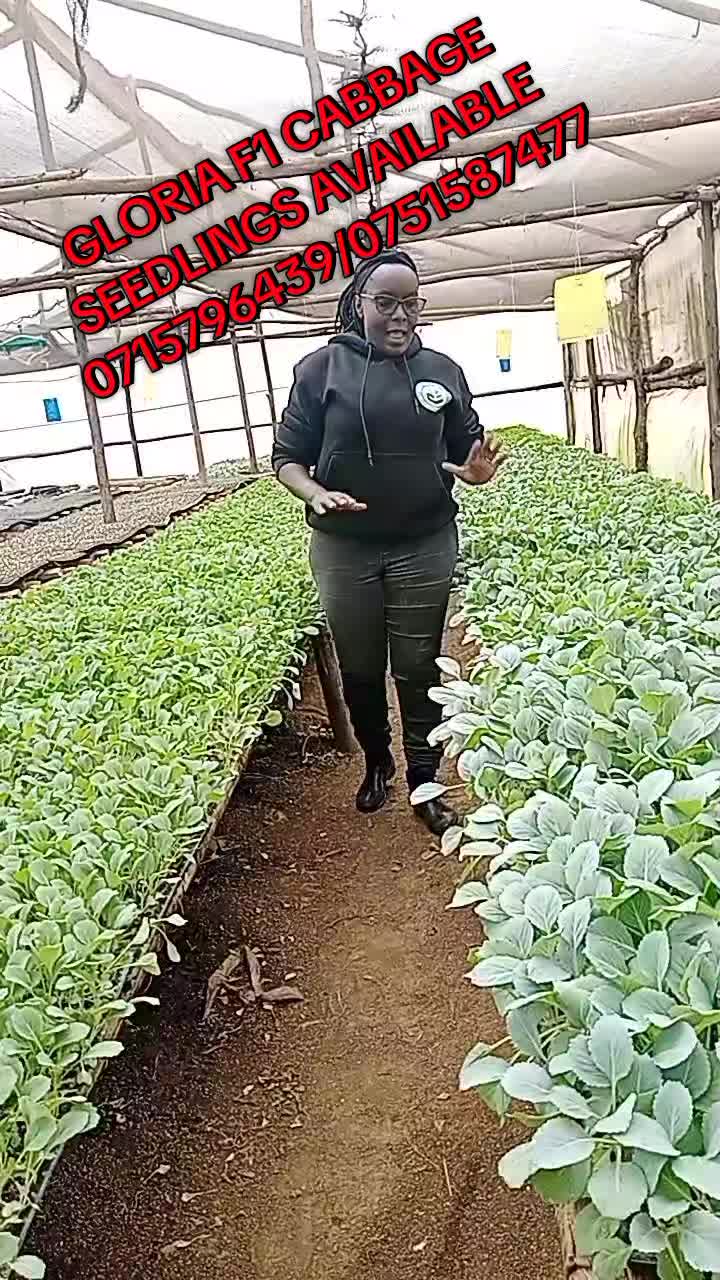 @wambuku thefarm empress