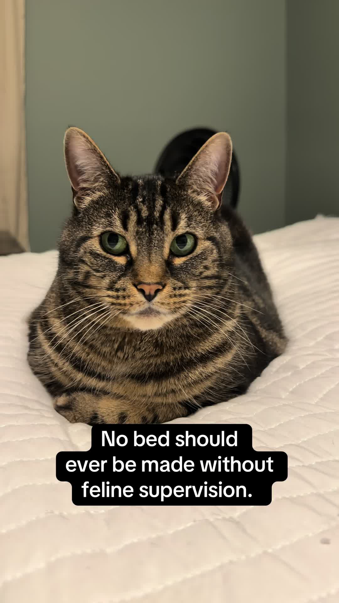 @Milo The Chonk