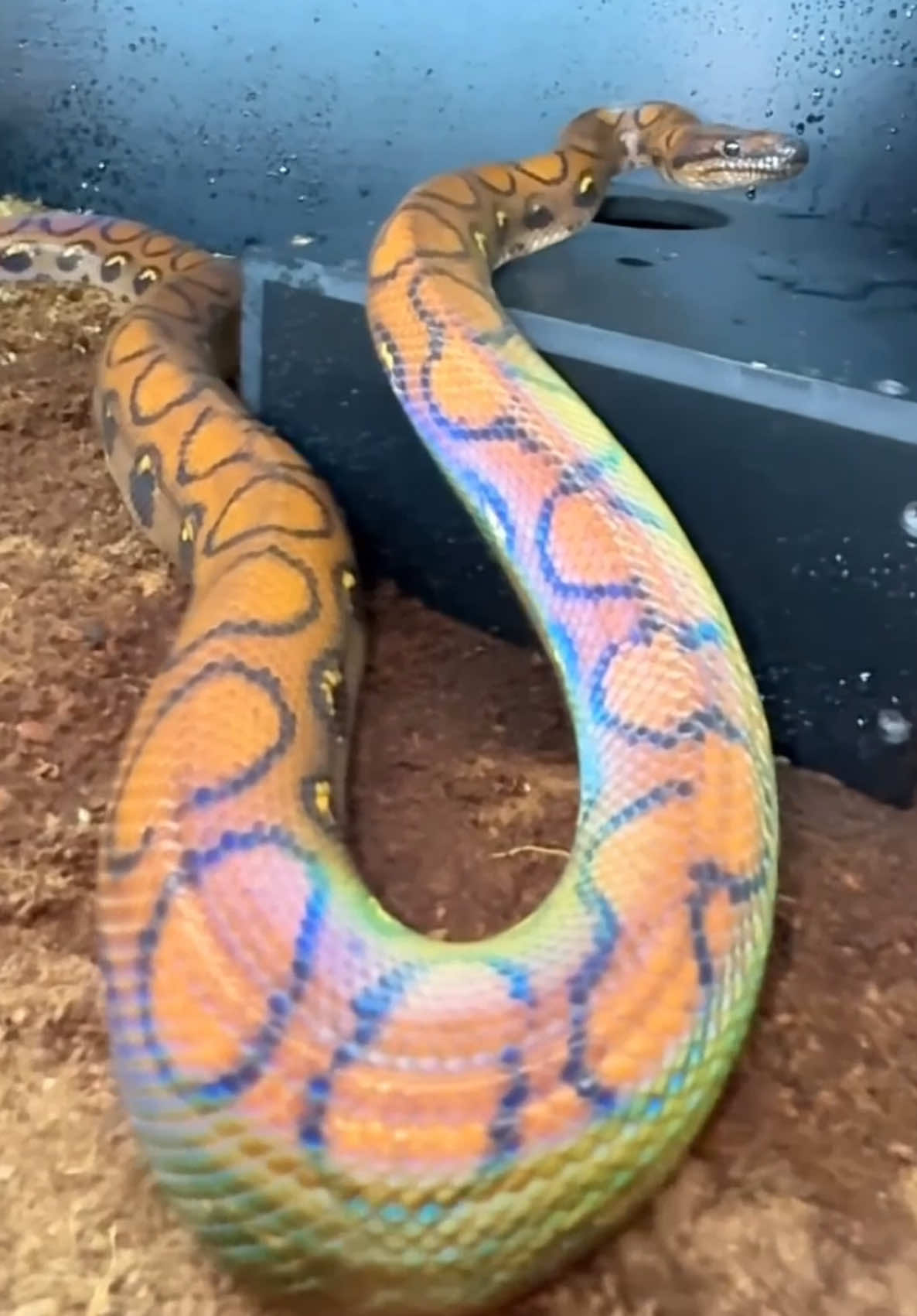 @Tommys_reptiles