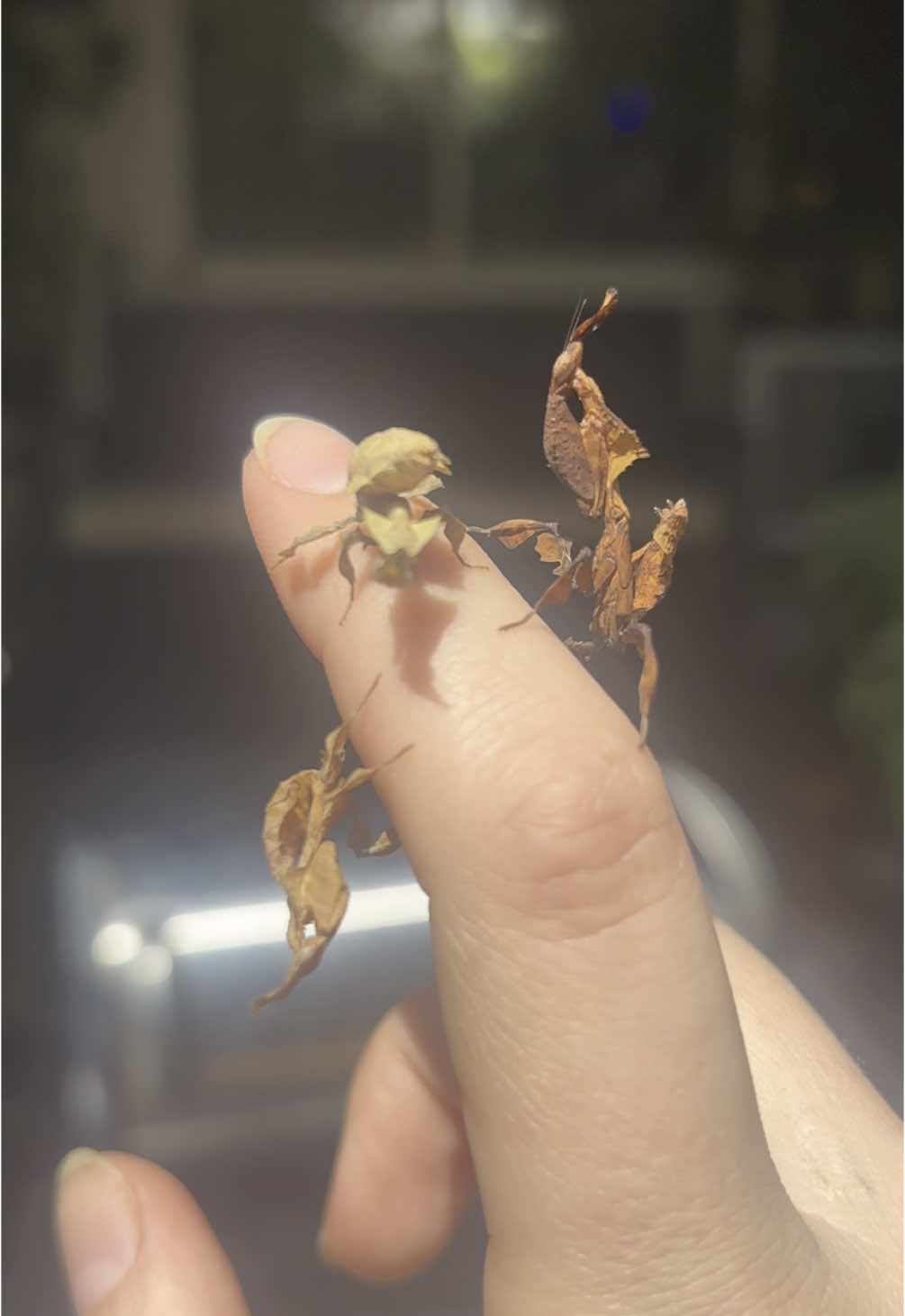 @Mythic Mantis