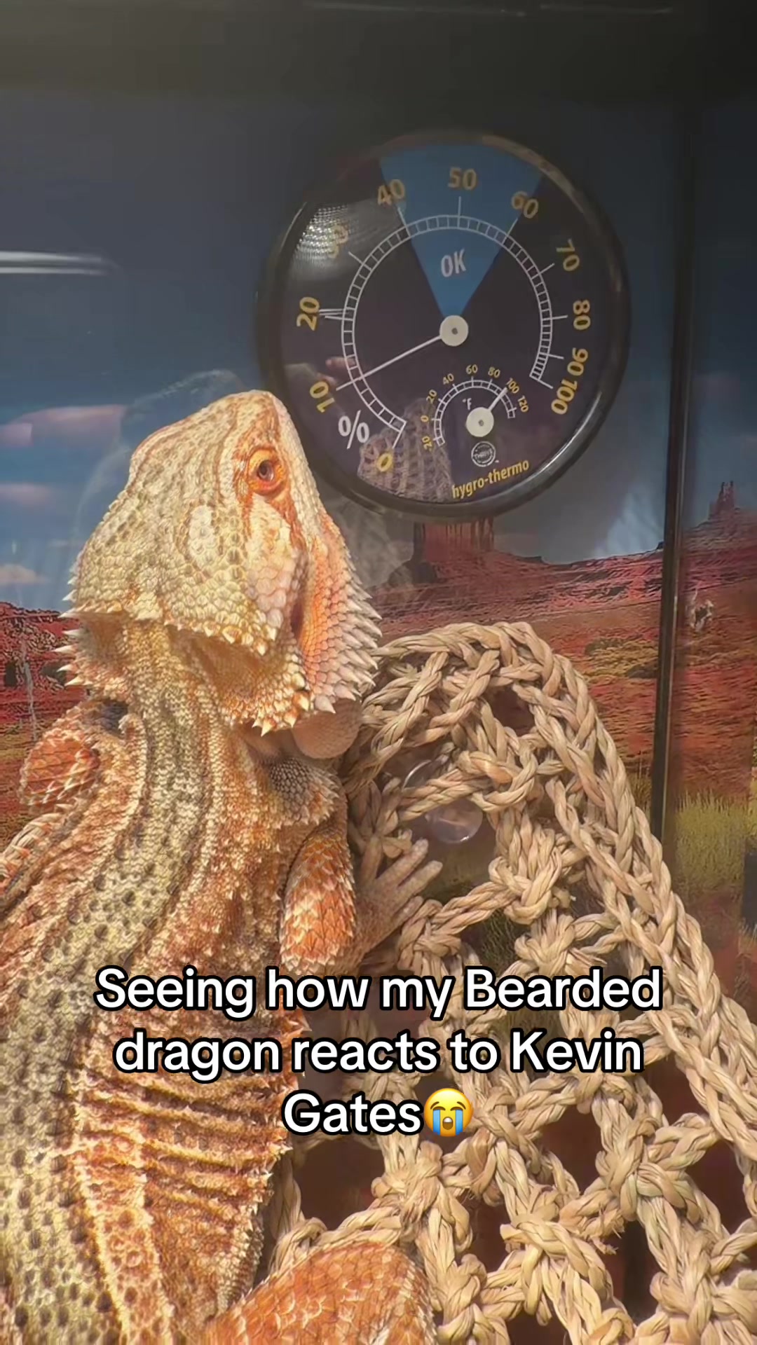 @Mezzy 🦎