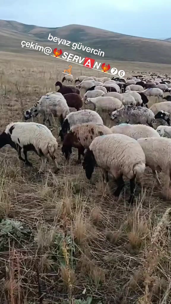 @Emrah Karapınar