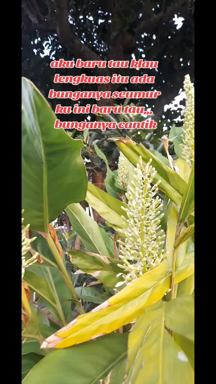 @kolisblitar