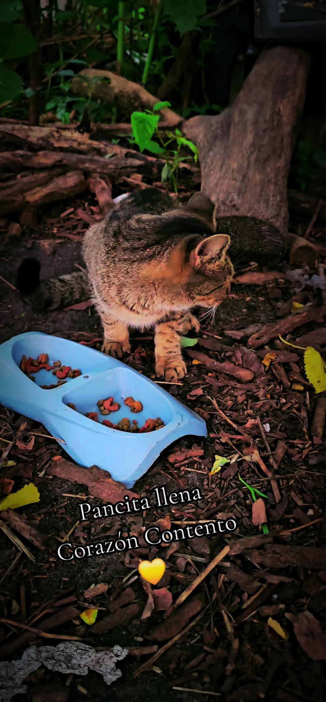 @🇲🇽Guli.Carrada 🐈⬛
