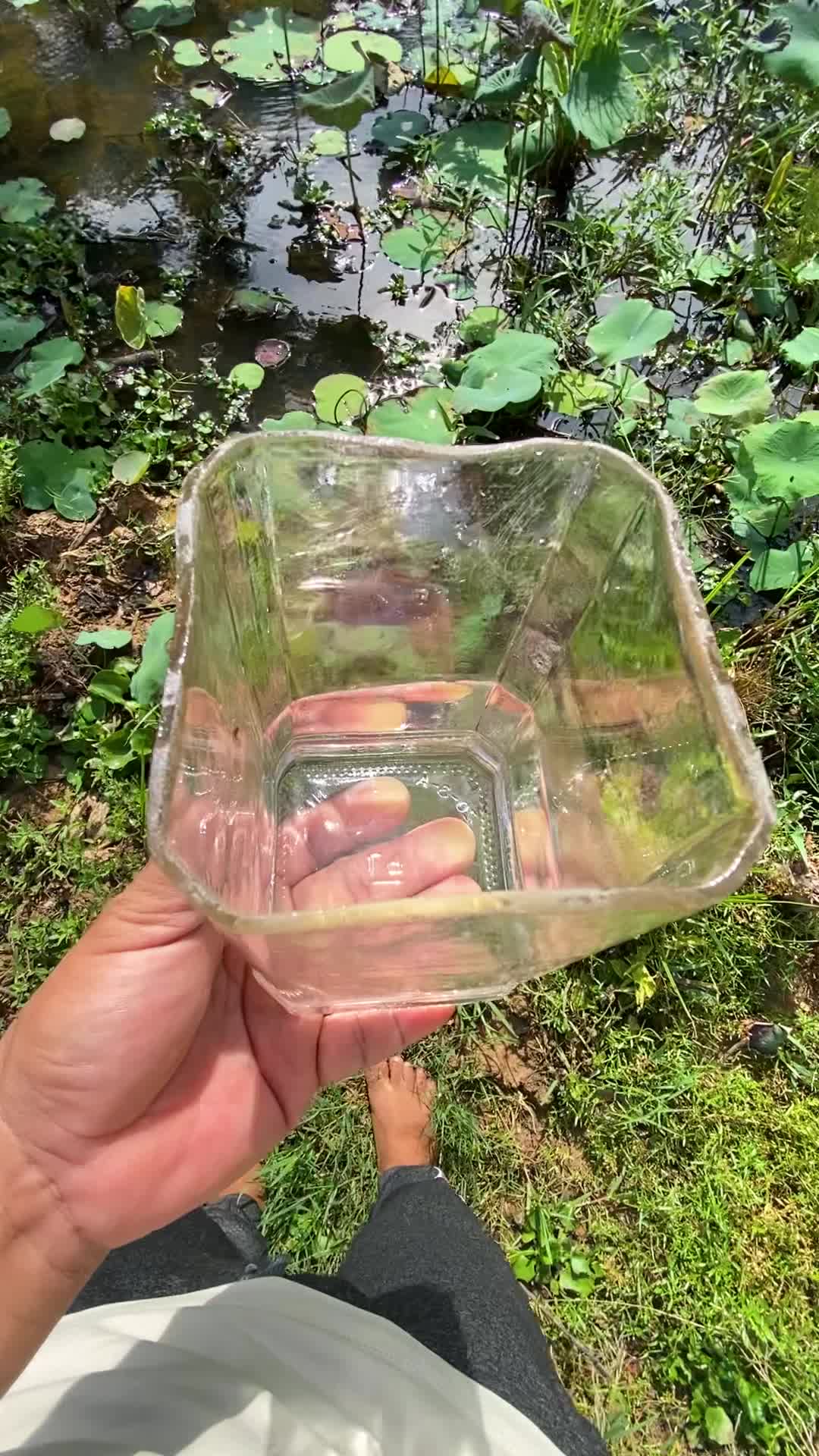 @Little Betta Fish