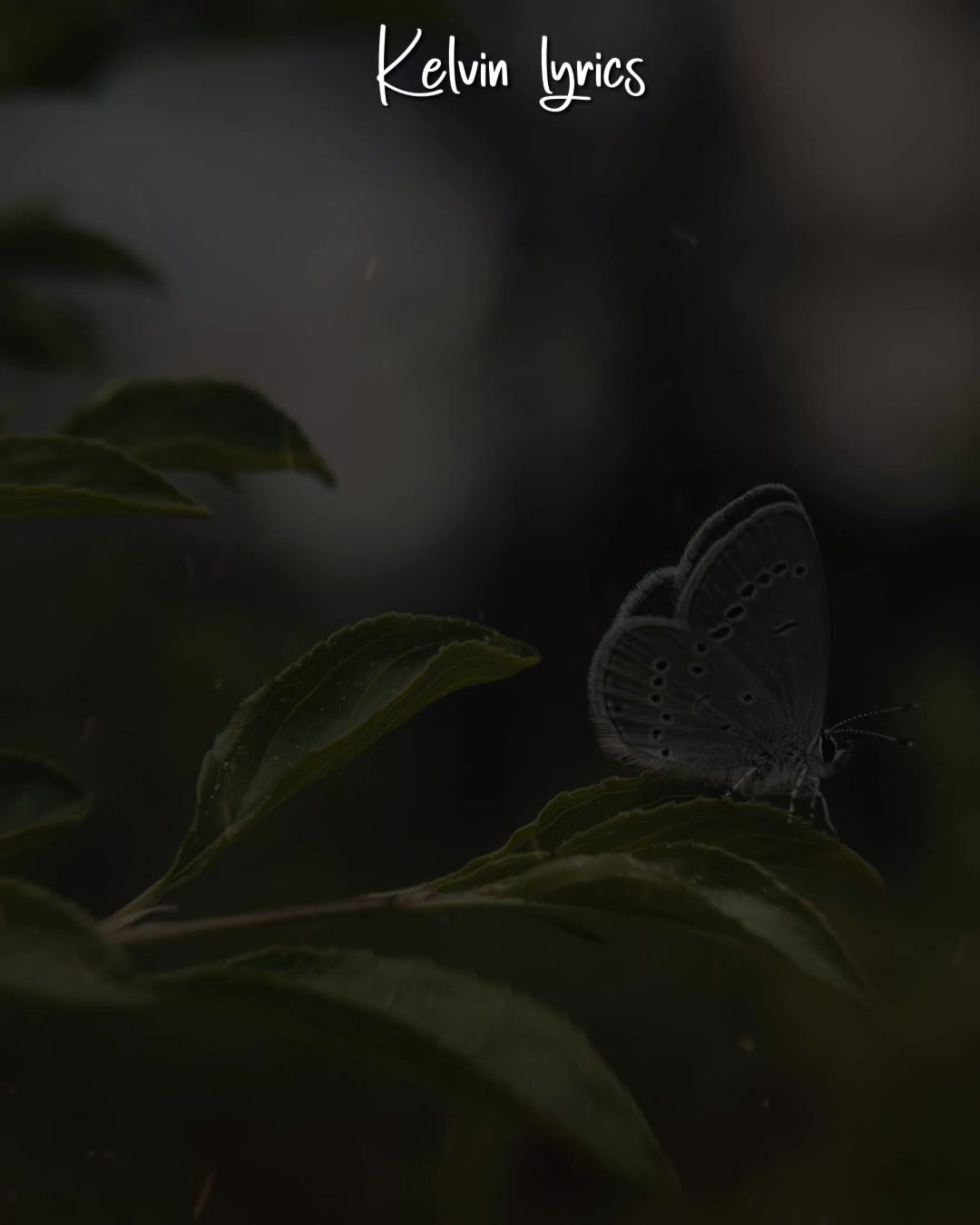 @𝐊𝐈𝐍𝐆 𝐎𝐅 𝐋𝐘𝐑𝐈𝐂𝐒