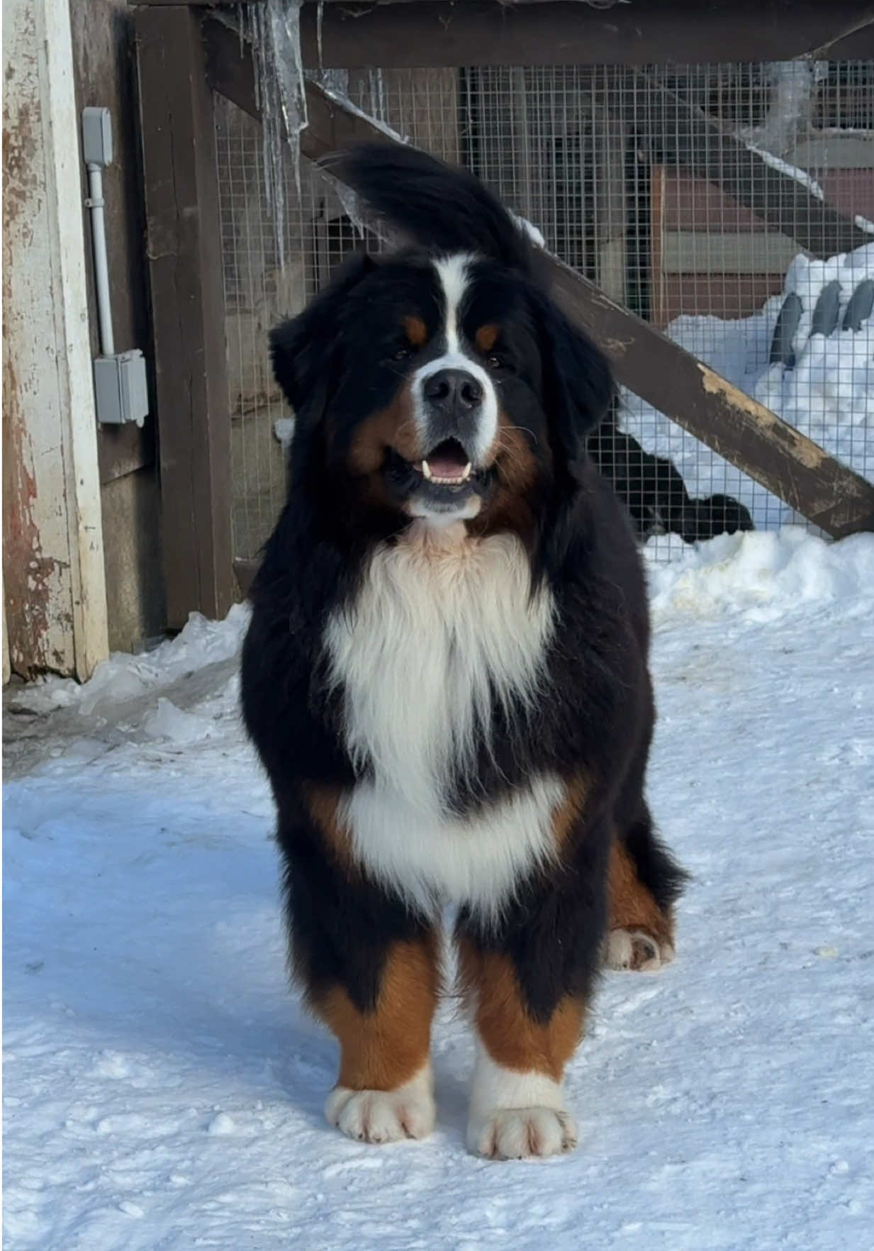 @Alpenspirit Bernese
