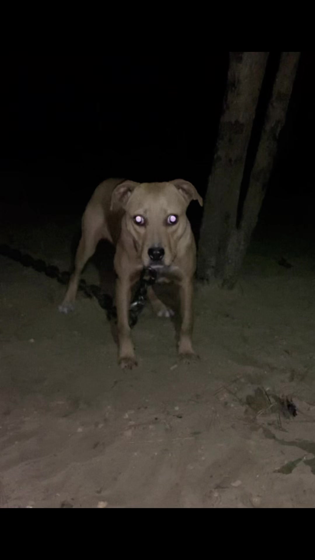@LPKkennels