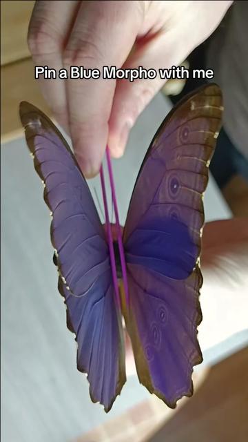 @TarantulaBox