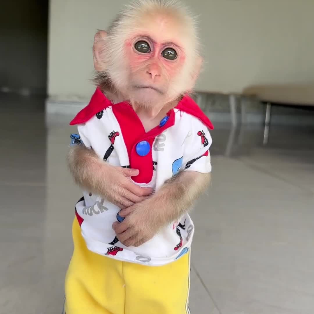 @Monkey TP