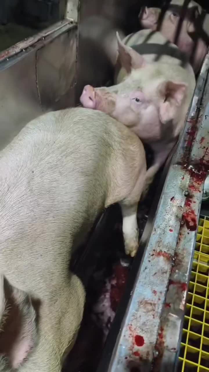 @veganssave