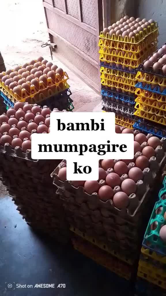 @Mulangira eggs suppliers