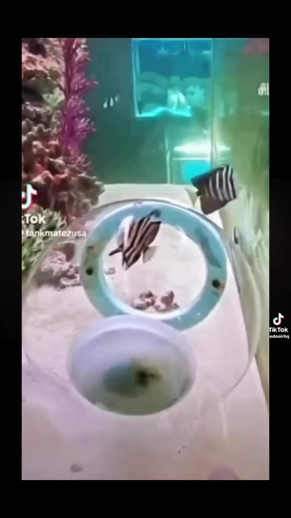 @Tankmatez.com USA
