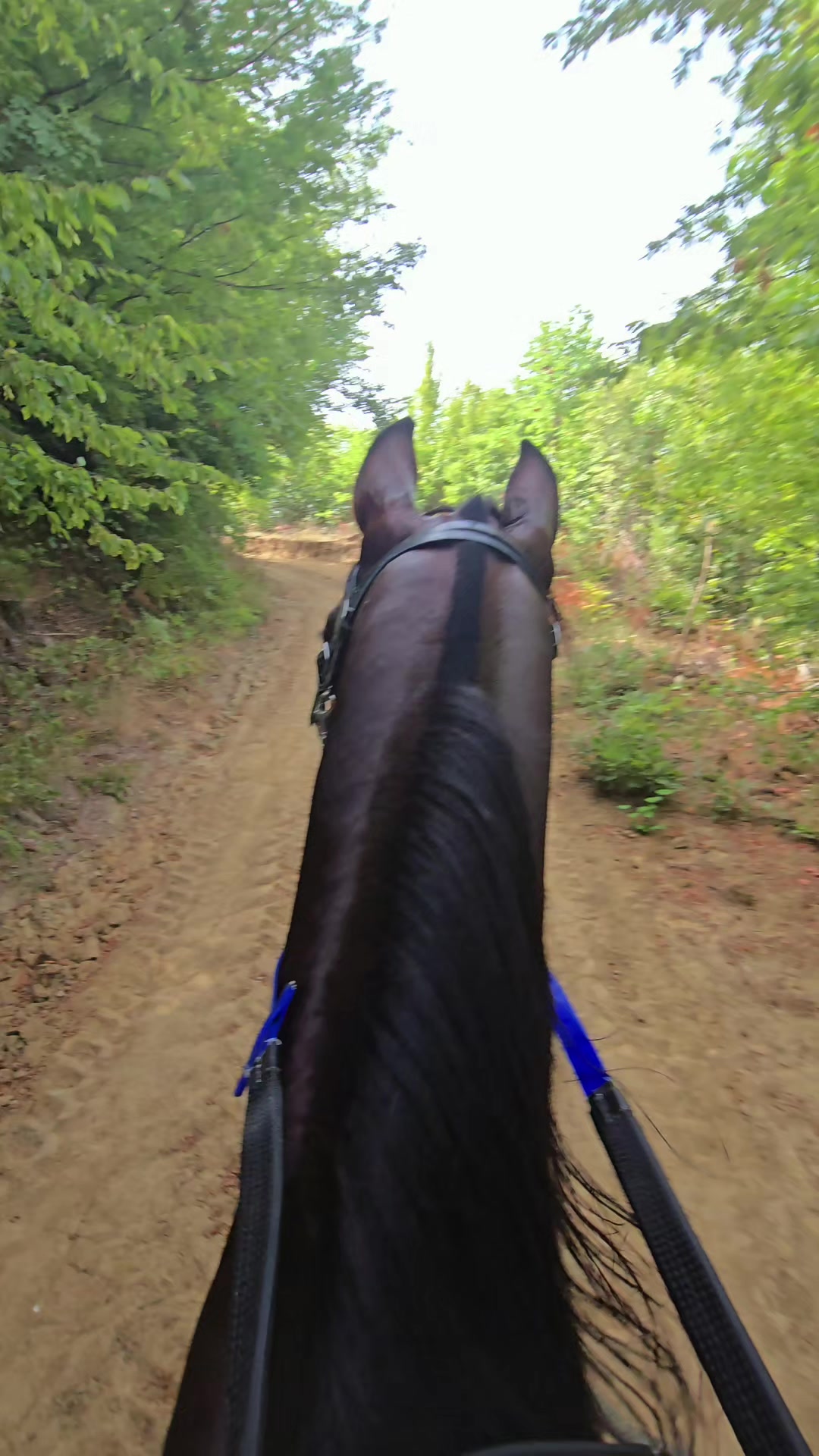 @Horse Training Center Albania