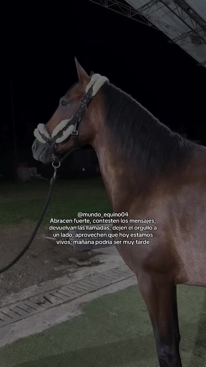 @mundo_equino04
