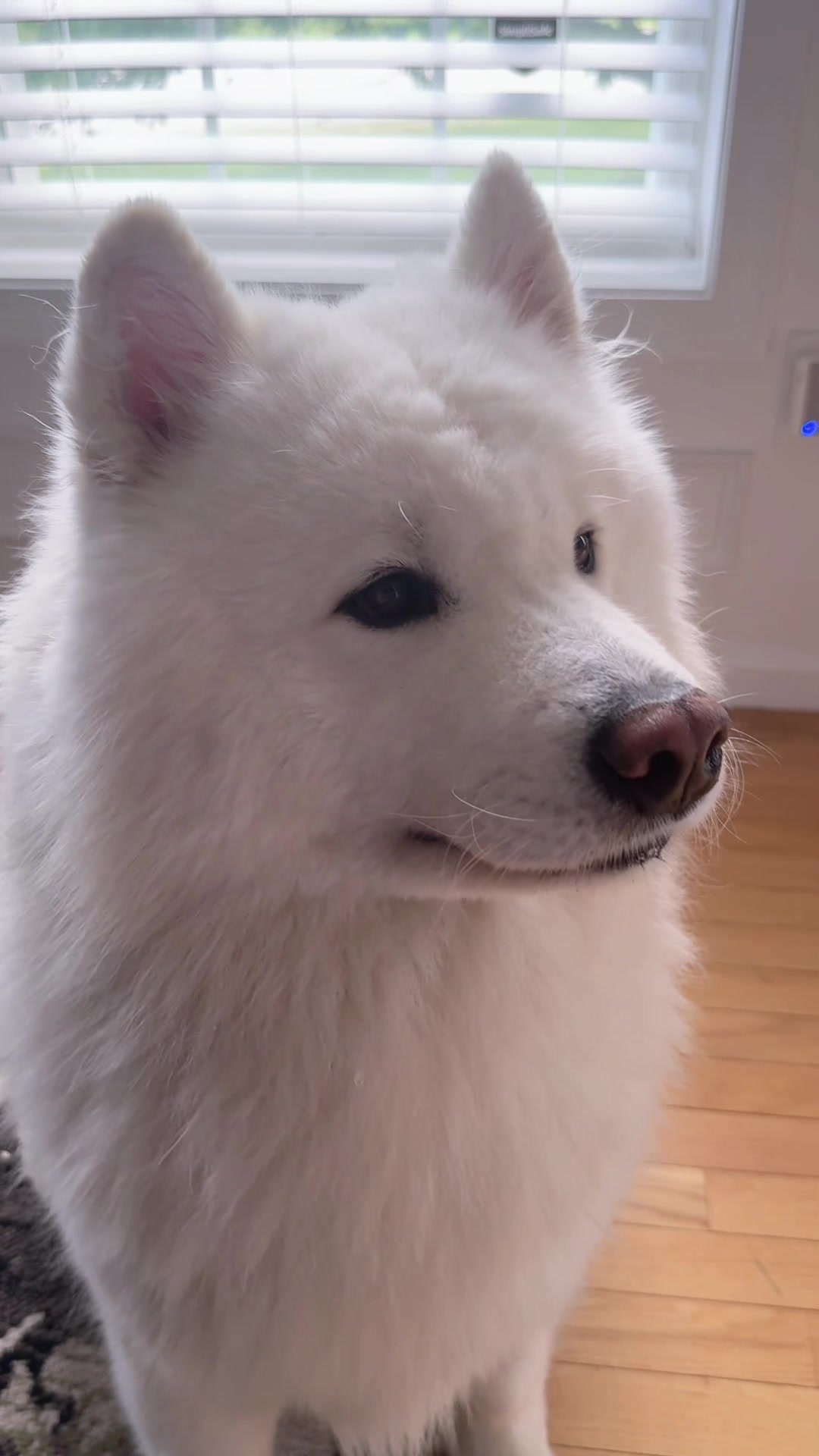 @Koda