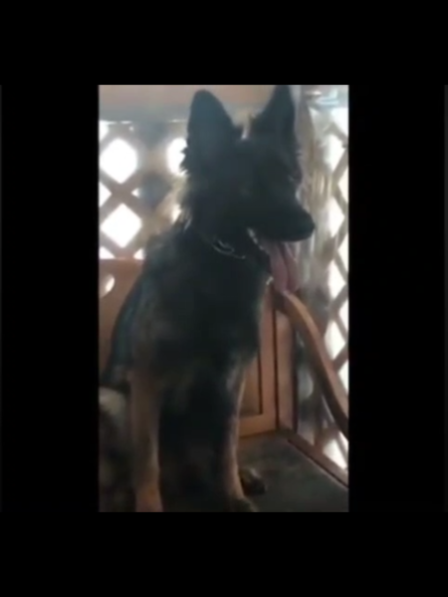 @Laurent&rsquo;s Sirius K9 Direction