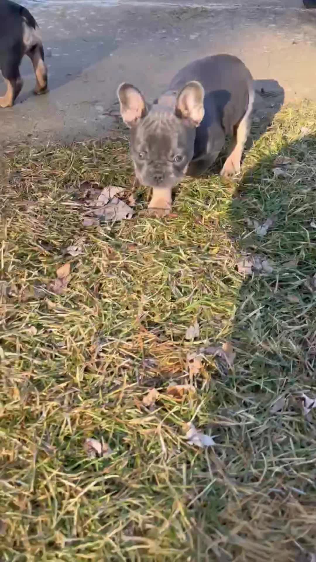 @AandDFrenchies