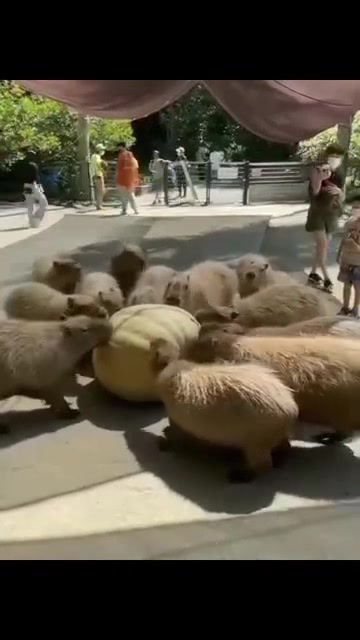 @Capybarabaramedia