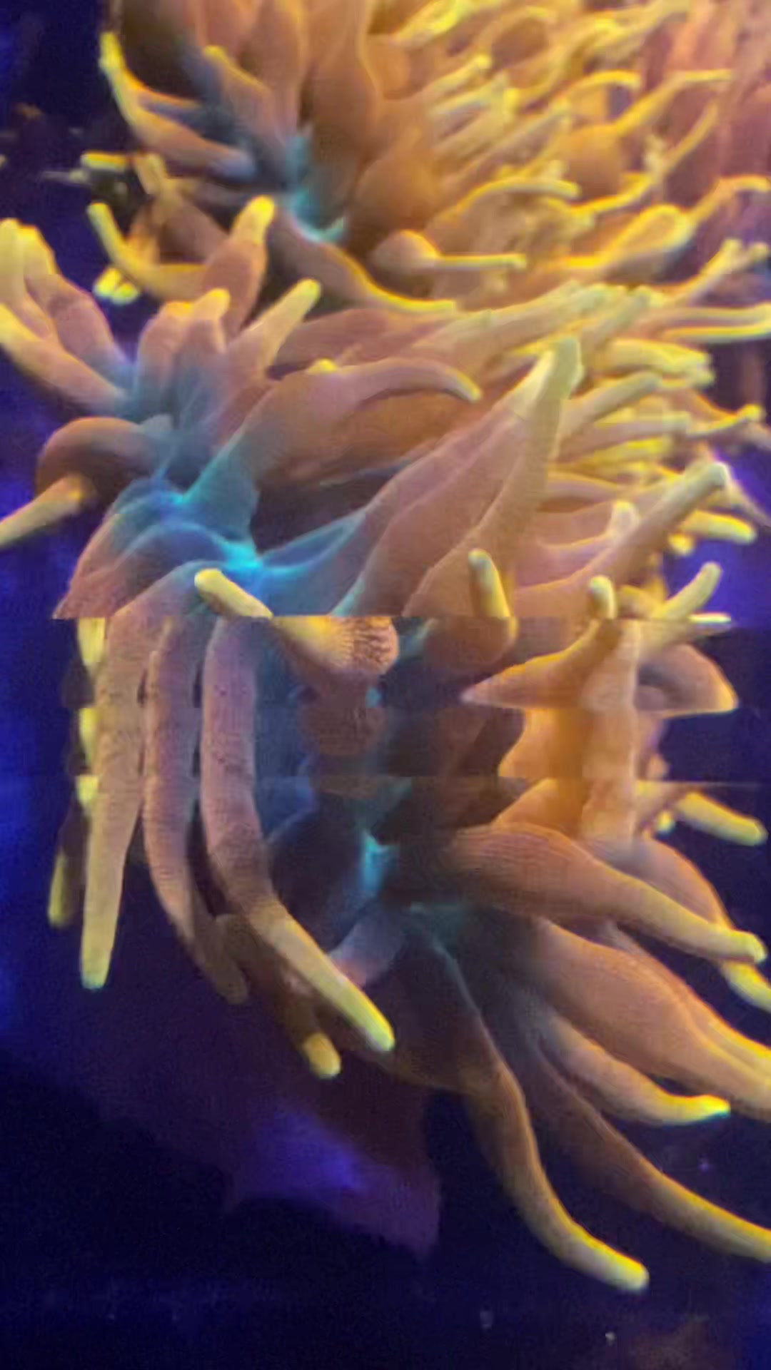 @Ts_reefs