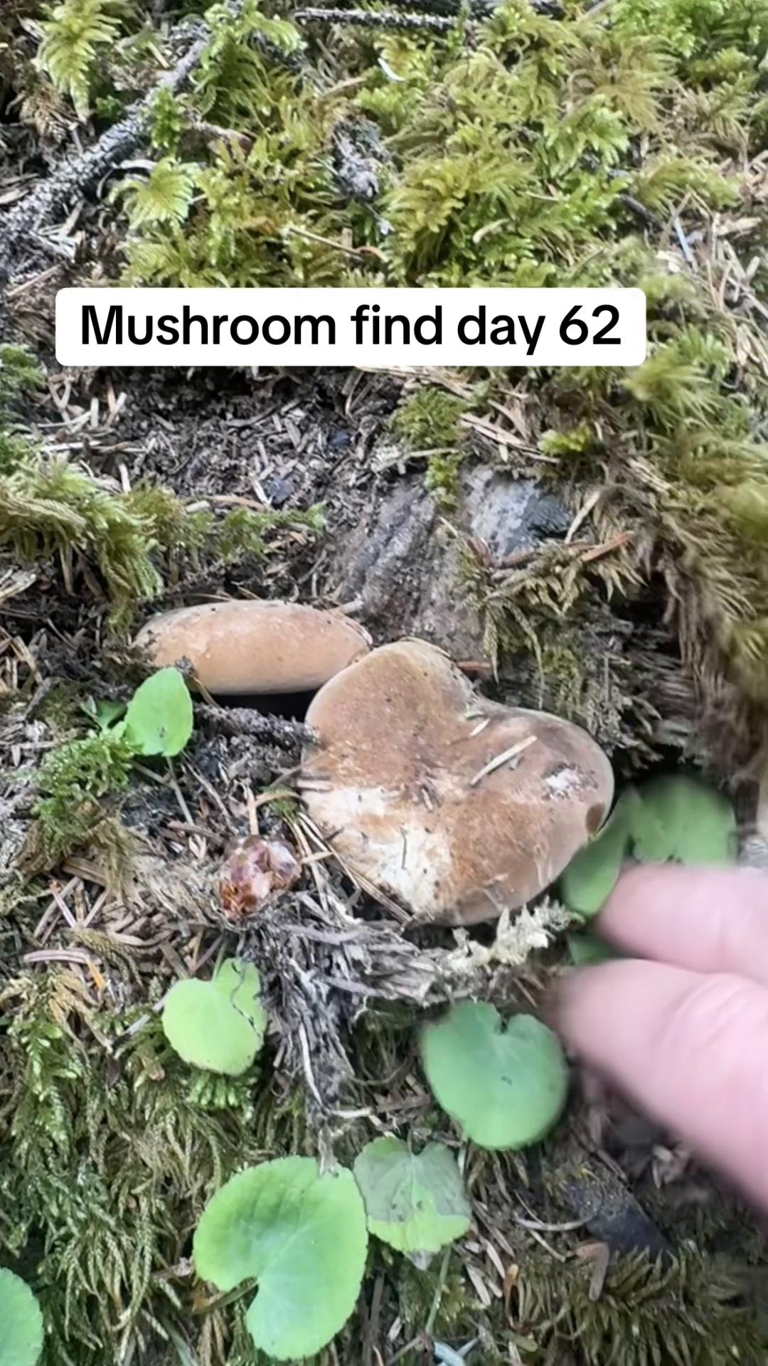 @Fungusamungus