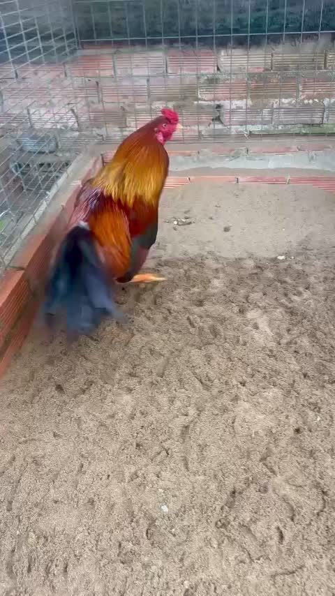 @Quốc Bảo ( baosting)