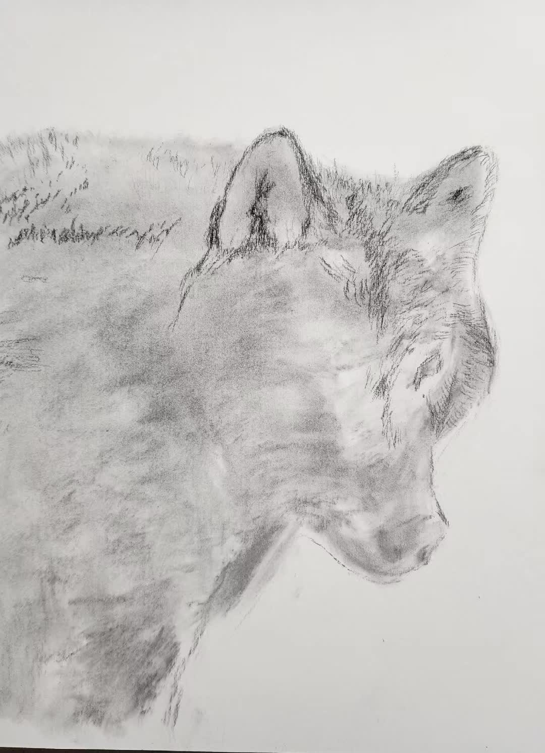 @Shanesart4u