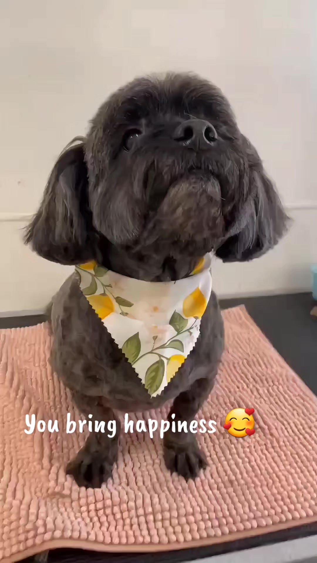 @Maru Maru Pet Services